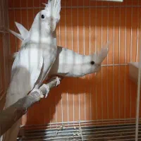 عروس هلندی مولد