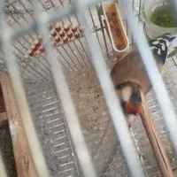 سهره سرسیاه و دورگ ماده|پرنده|شیراز, شاهچراغ|دیوار