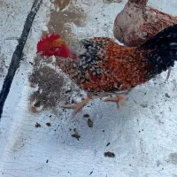 مرغ لاری و خروس گردن لخت