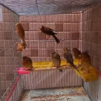 فروش تعداد جوجه قناری سرخ یک جا هفت عدد با هم