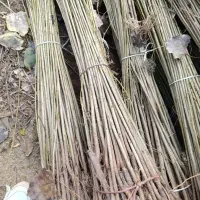 نهال صنوبر تبریزی