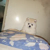 پامر خرسی ۲ ماهه