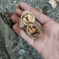 گردوی امسال چرب خوشمزه|خوردنی و آشامیدنی|سبزوار, قلعه‌نو دهزار|دیوار