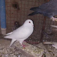 کفتر پلاکی|پرنده|شیراز, گویم|دیوار