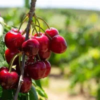 تولید و فروش نهال آلبالو گوشواره ای