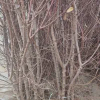 نهال فروشی|خدمات باغبانی و درختکاری|میاندوآب, |دیوار