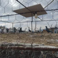 دسته پلاکی شهری