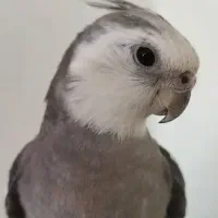 عروس هلندی گمشده