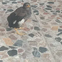 آقا مینا نر اشتی|پرنده|بندرعباس, |دیوار