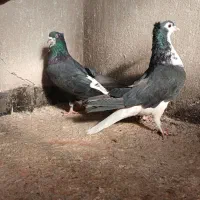 کبوتر گلین|پرنده|اصفهان, ارداجی|دیوار