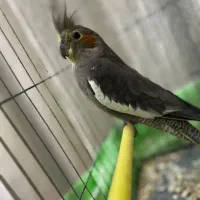 عروس هلندی|پرنده|تنکمان, |دیوار