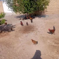 مرغ و خروس