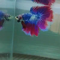 ماهی فایتر|ماهی|تهران, شمیران‌نو|دیوار