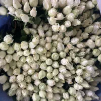 رز شاخه بریده