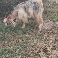 کولار کهره دار شکم اول