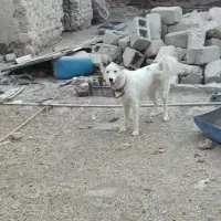 سگ ماده موبلند یک ساله