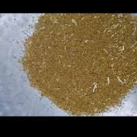 بذر یونجه محلی