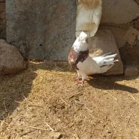 کبوتر نقابی