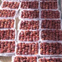 خرمای خاصویی درجه یک