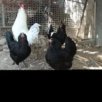 مرغ و خروس ریشی|حیوانات مزرعه|اهرم, |دیوار