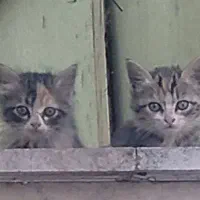 واگذاری بچه گربه