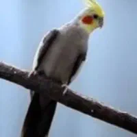 عروس هلندی یک جفت