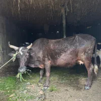 گاو لیشه جوان سر حال شکم دار همراه گوساله نر