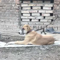 واگذاری ماده توله سگ نگهبان