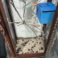 قفس عروس هلندی