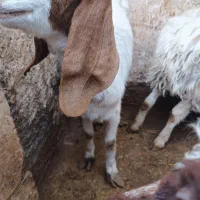 یک بز بابزغاله ویک عددبز|حیوانات مزرعه|رضویه, |دیوار