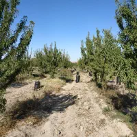 سیب زمینی|عمده‌فروشی|اردبیل, |دیوار