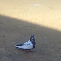 کبو ترکله دمی