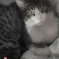 گمشده ۱۷روز