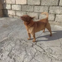 سگ خانگی ونگهبان کبوتر