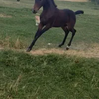 اسب کرد|اسب و تجهیزات اسبسواری|زنجان, |دیوار