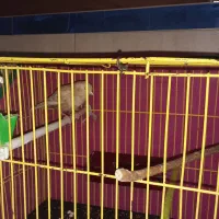 قناری نر بخون بشرط|پرنده|تربتحیدریه, پائین ولایت|دیوار