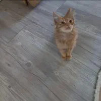 واگذاری گربه