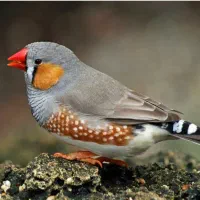 فروش چند جفت فنچ