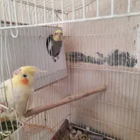 عروس هلندی|پرنده|کامیاران, |دیوار