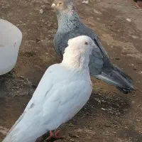 کبوتر نقره ای کاکلی|پرنده|سبزوار, امیر کبیر|دیوار