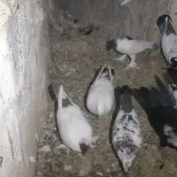 کفتر تعزینی|پرنده|قم, انسجام|دیوار