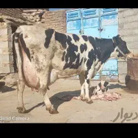 کود گاو معاوزه با کاه