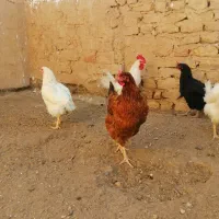 مرغ و خروس فروشی|حیوانات مزرعه|قم, تعویض پلاک|دیوار