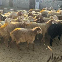 گوسفند زنده بهداشتی خروس زنده سیاه وسفید|حیوانات مزرعه|تهران, باغ فیض|دیوار