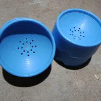 کبوتر،جا تخمی کبوتر