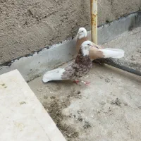 کفتر فروشی|پرنده|زارچ, |دیوار