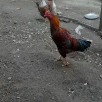 خروس دورگه