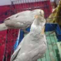عروس هلندی