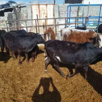 گوساله ماده چاق