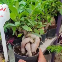 بونسای جنسینگ